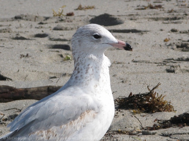 Photo de Mouette