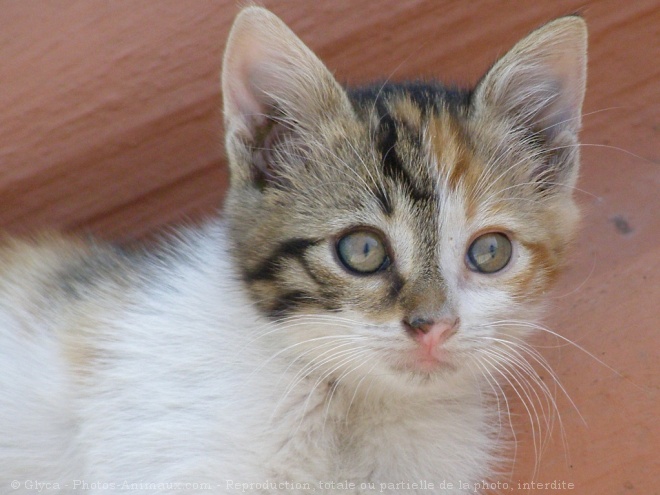 Photo de Chat domestique