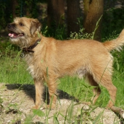 Photo de Border terrier