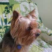 Photo de Yorkshire terrier