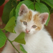 Photo de Chat domestique