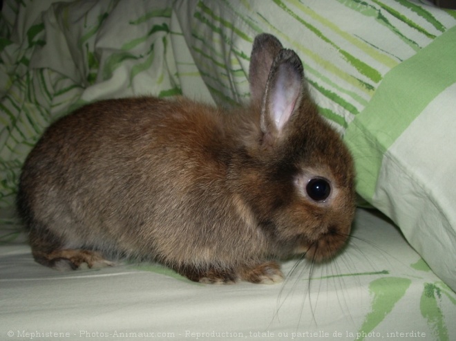 Photo de Lapin