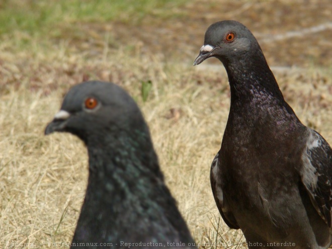 Photo de Pigeon