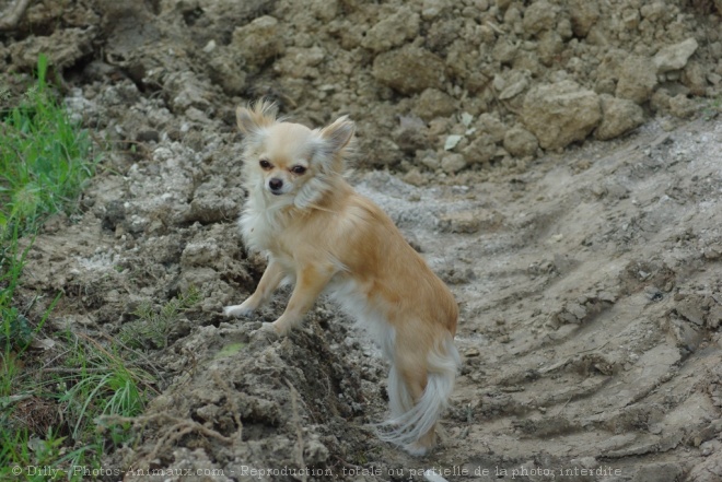 Photo de Chihuahua  poil long