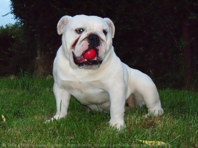 Photo de Bulldog