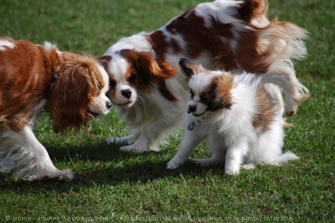 Photo d'Epagneul nain papillon