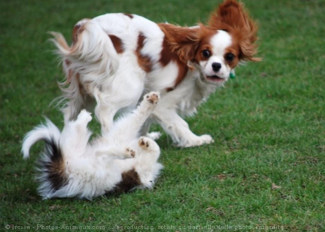 Photo de Races diffrentes