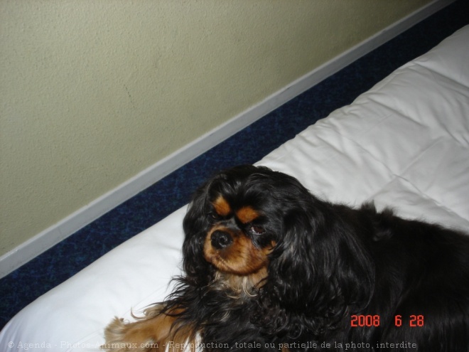 Photo de Cavalier king charles spaniel