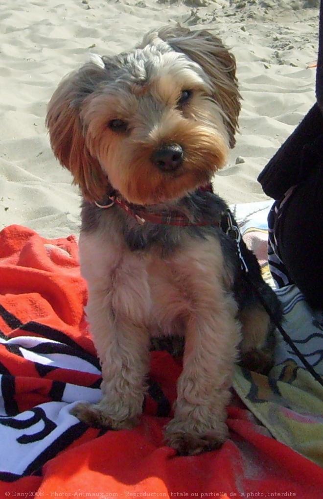 Photo de Yorkshire terrier