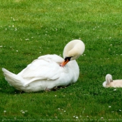 Photo de Cygne