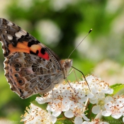 Photo de Papillon - belle-dame