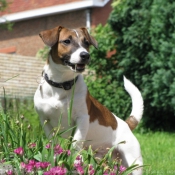 Photo de Jack russell terrier