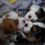 Photo de Cavalier king charles spaniel