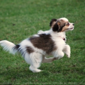 Photo d'Epagneul nain papillon