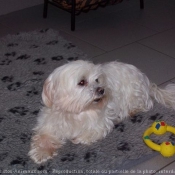 Photo de Bichon maltais