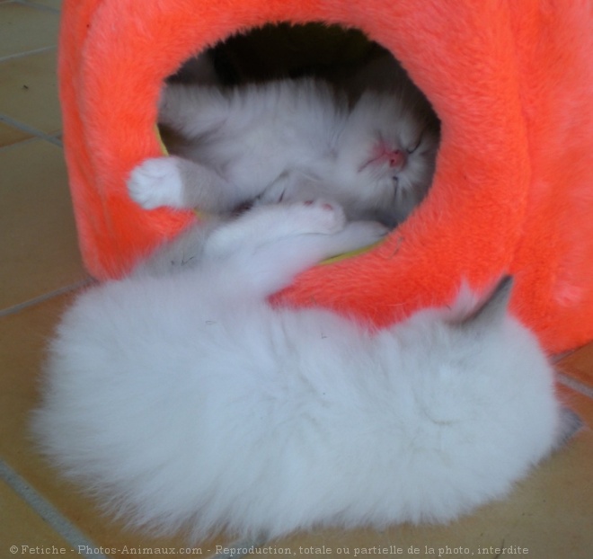 Photo de Ragdoll