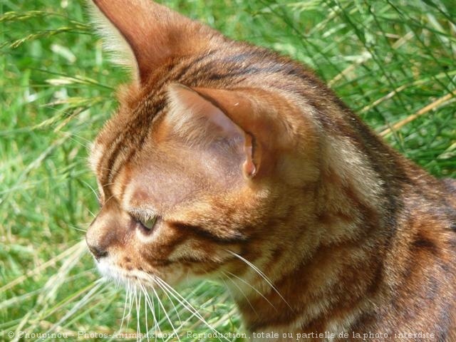 Photo de Bengal