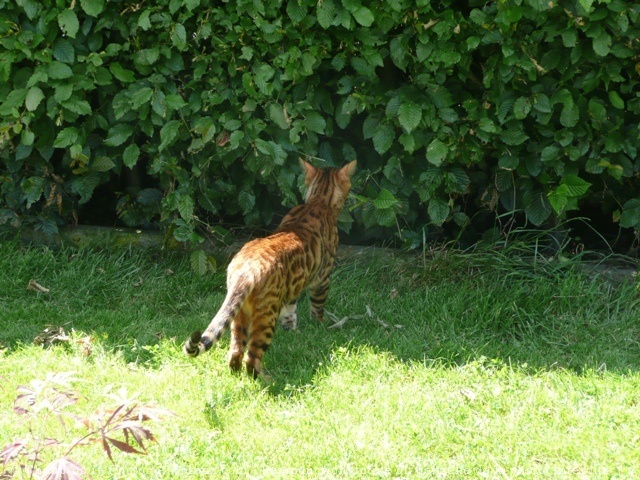 Photo de Bengal