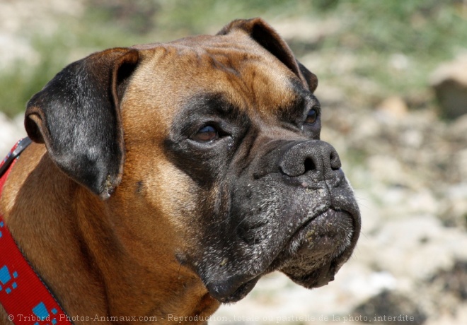 Photo de Boxer