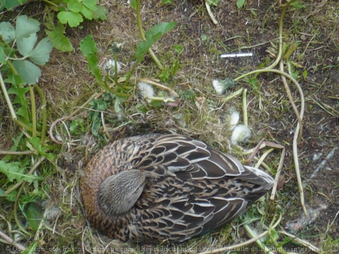 Photo de Canard colvert