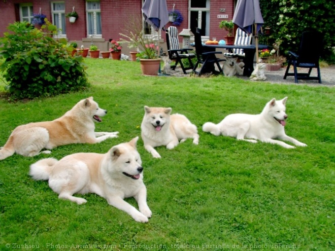 Photo d'Akita inu