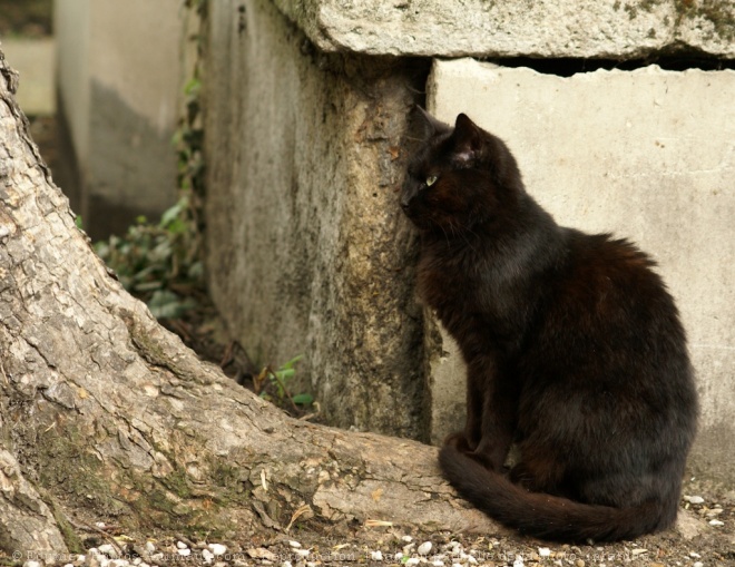 Photo de Chat domestique