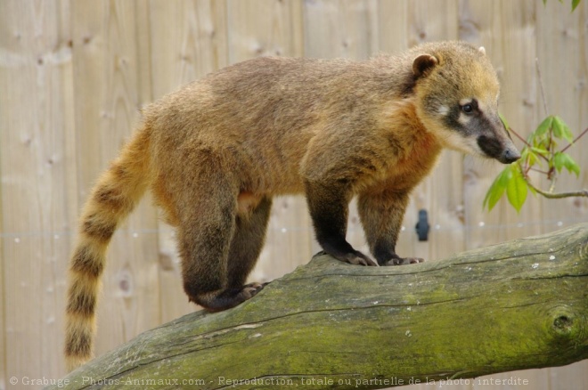 Photo de Coati