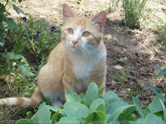 Photo de Chat domestique