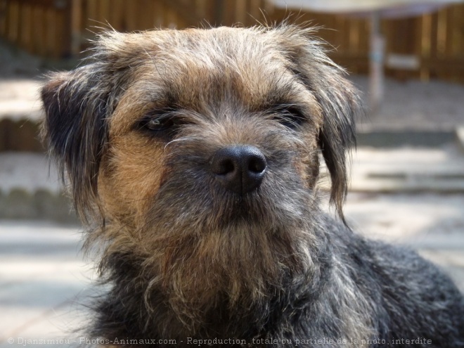 Photo de Border terrier