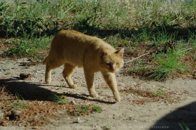 Photo de Chat domestique