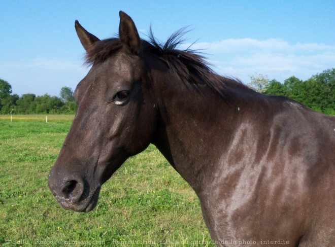 Photo d'Appaloosa