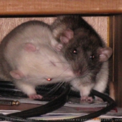 Photo de Rat