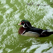 Photo de Canard carolin