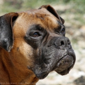 Photo de Boxer