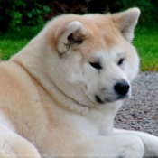 Photo d'Akita inu