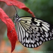 Photo de Papillon