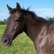 Photo d'Appaloosa