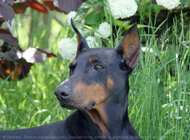 Photo de Dobermann