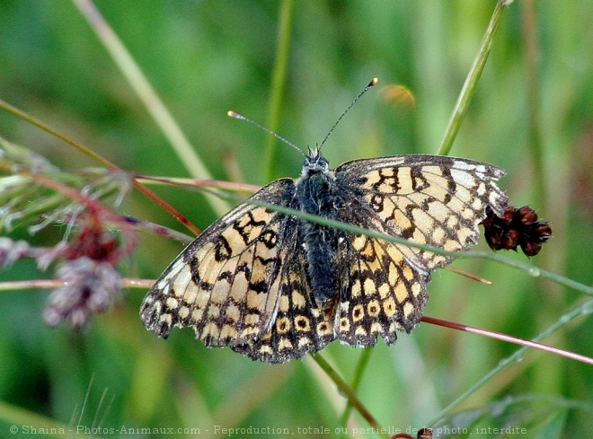 Photo de Papillon