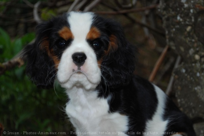 Photo de Cavalier king charles spaniel