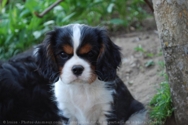 Photo de Cavalier king charles spaniel