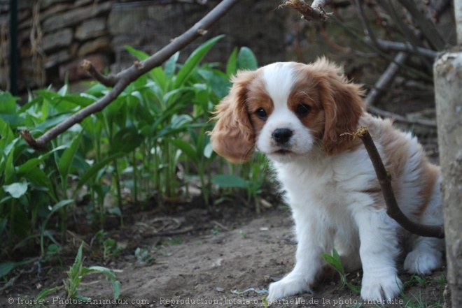 Photo de Cavalier king charles spaniel