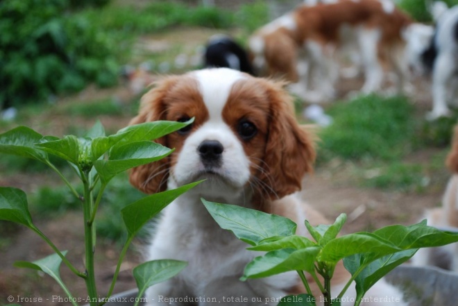 Photo de Cavalier king charles spaniel