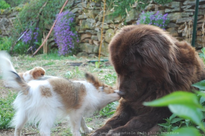 Photo de Races diffrentes