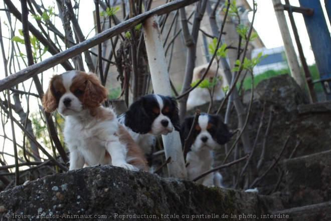 Photo de Cavalier king charles spaniel