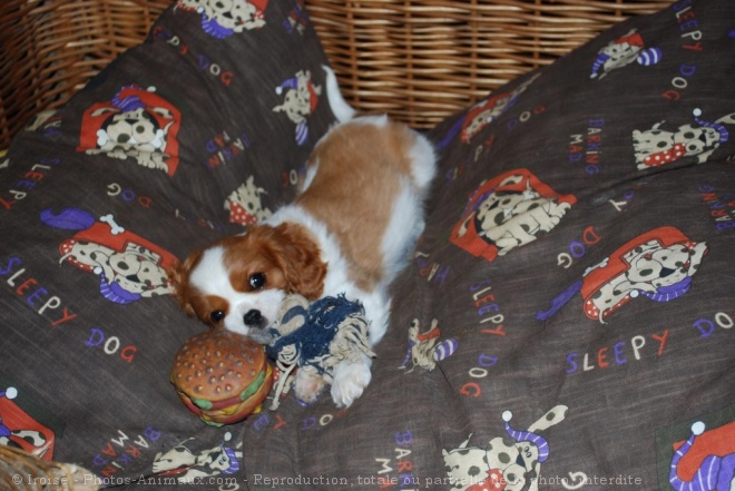 Photo de Cavalier king charles spaniel