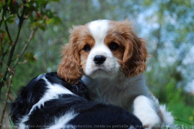 Photo de Cavalier king charles spaniel