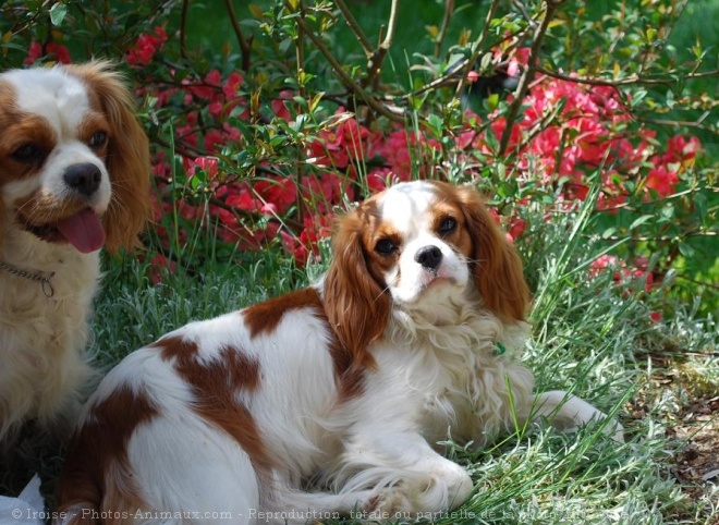 Photo de Cavalier king charles spaniel