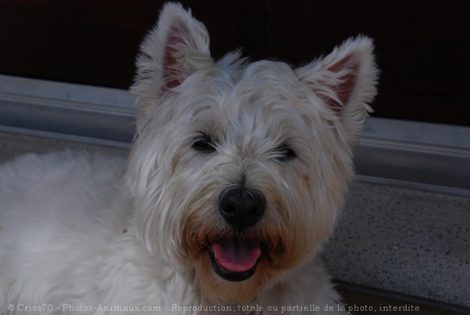 Photo de West highland white terrier