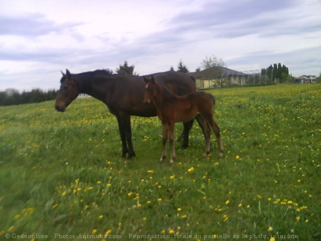 Photo de Trotteur franais